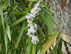 Agonis flexuosa Pohon Aromatik Cantik yang Siap Percantik Taman Kota
