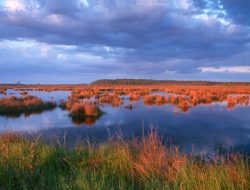 Louisiana, Branch : Ketika Tradisi dan Alam Bertemu dalam Harmoni