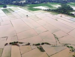 Ancaman Gagal Panen: 11,43% Lahan Padi di Sumatra Terimbas Bencana